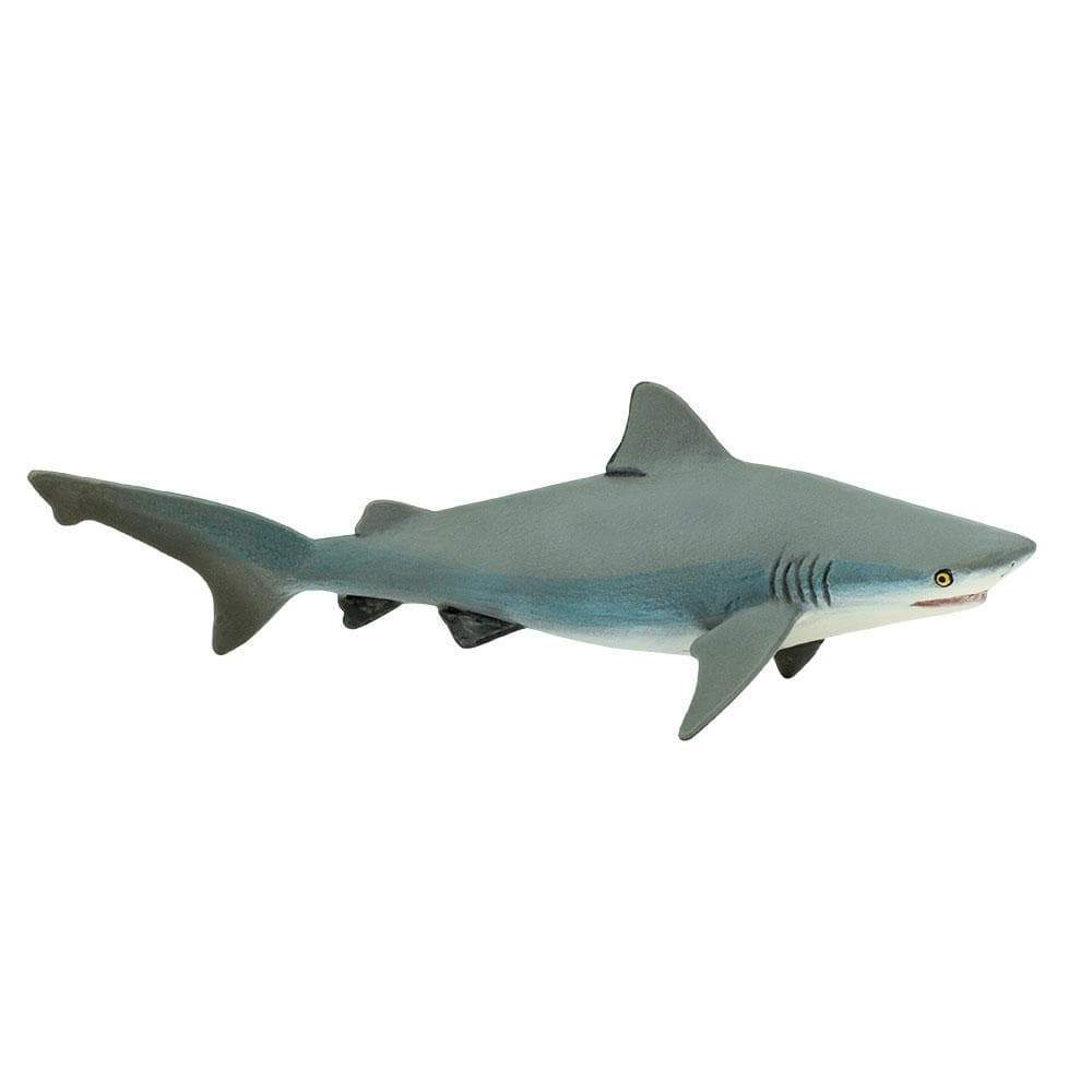 blacknose shark