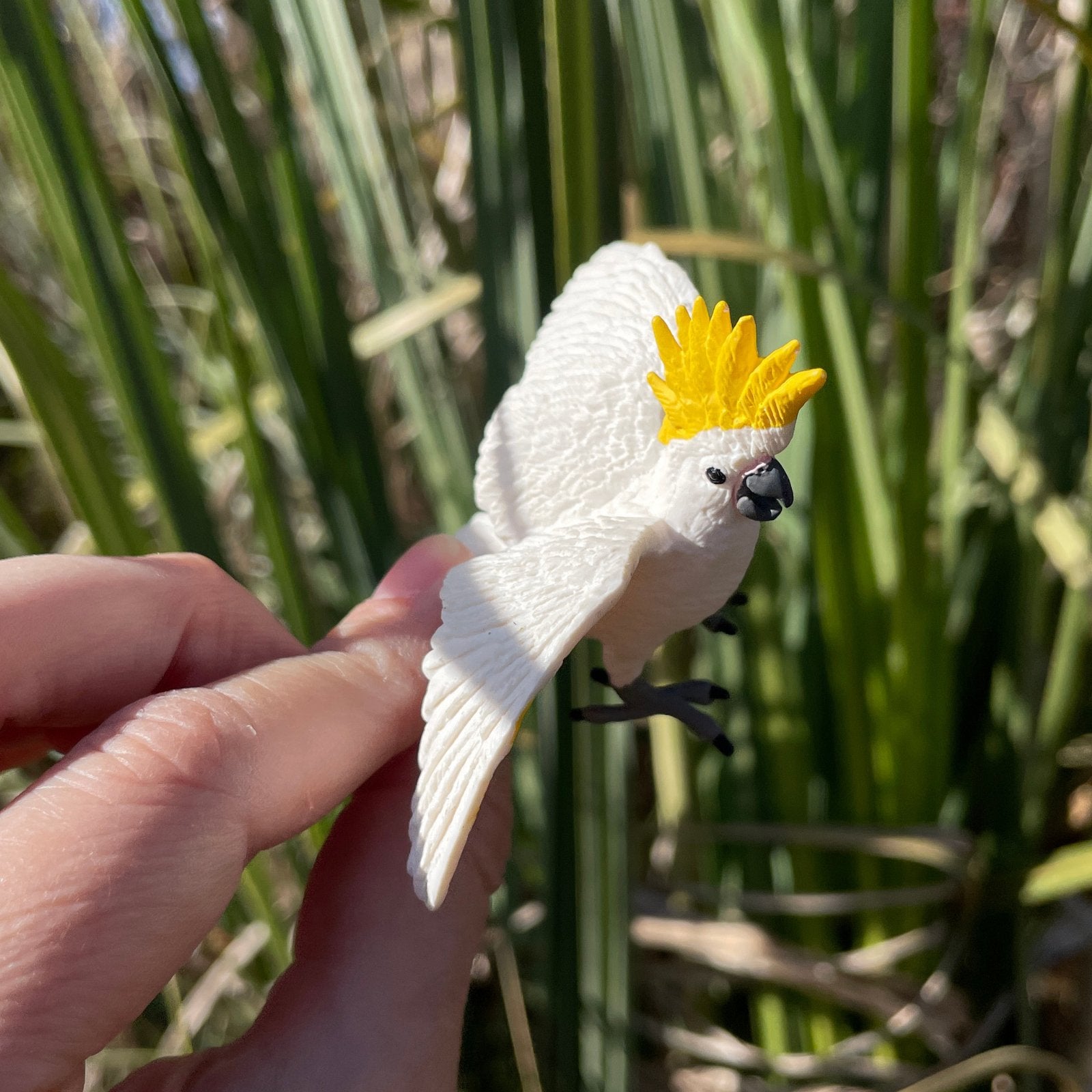 Toys fashion for cockatoos