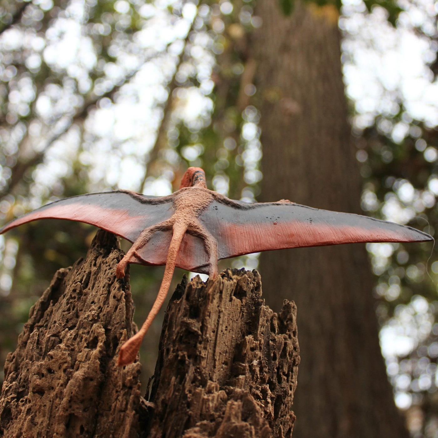 Dimorphodon Toy - Safari Ltd®