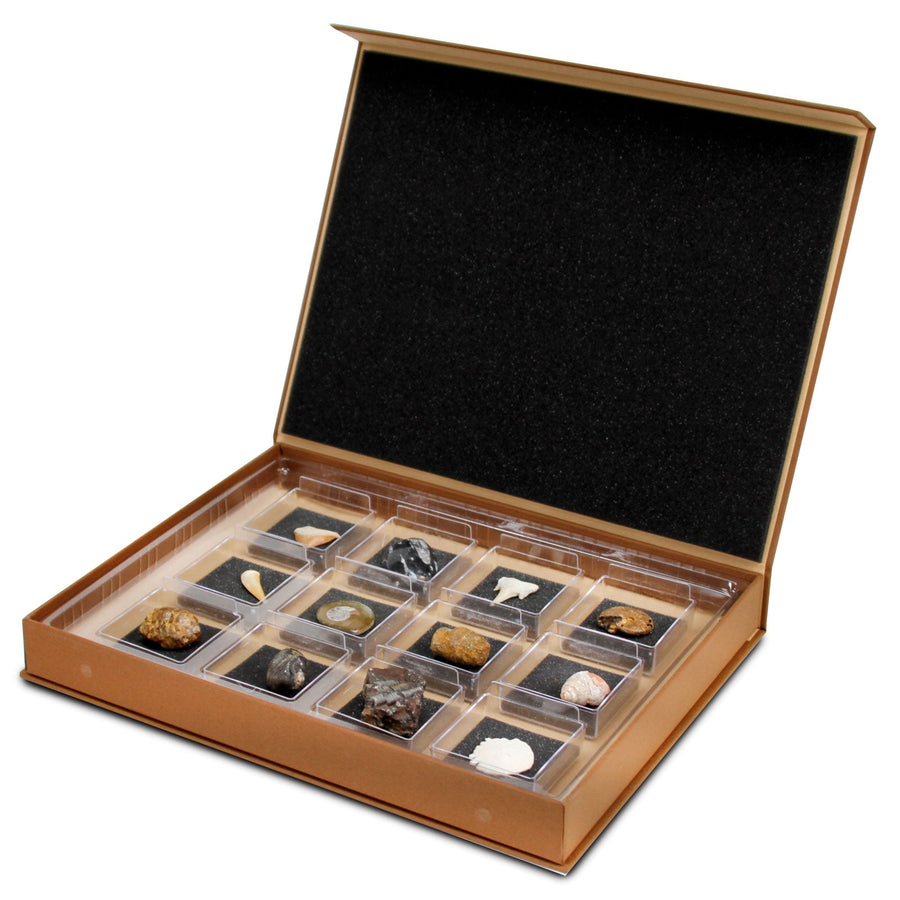 GEOWorld - The Nature Collections - Fossils Set #1 - Safari Ltd®