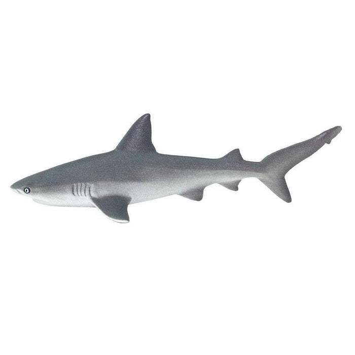 baby grey reef shark