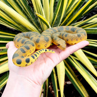 Green Anaconda Snake Toy Figure - Safari Ltd®