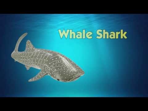 Whale Shark Toy