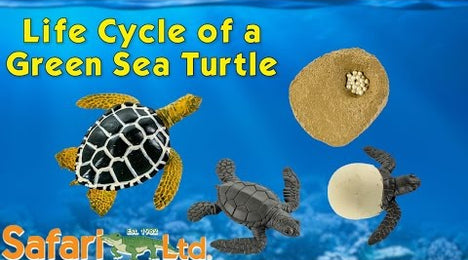 Life Cycle of a Green Sea Turtle | Safariology® | Safari Ltd®