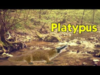 Platypus Toy