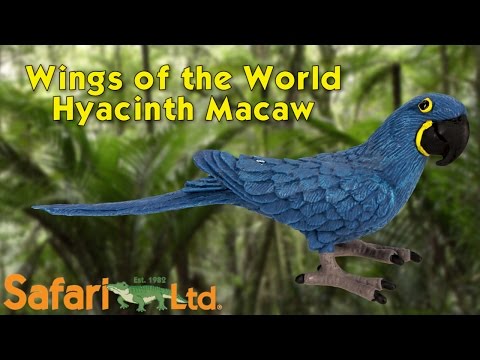 Hyacinth Macaw Toy