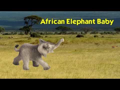 African Elephant Baby Toy