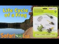 Life Cycle of a Frog