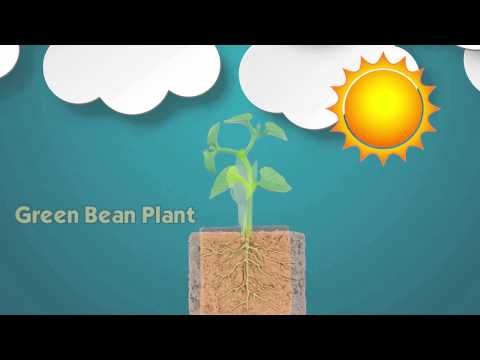 Life Cycle of a Green Bean Plant