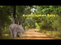 Asian Elephant Baby Toy