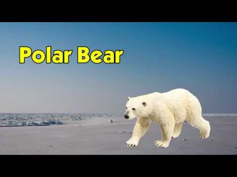 Polar Bear Toy