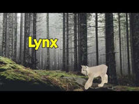 Lynx Toy