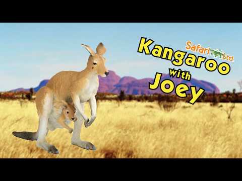 Kangaroo with Joey Toy