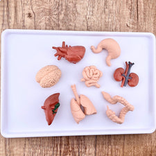 Human Organs TOOB® | TOOBS® - Mini Toys | Safari Ltd®