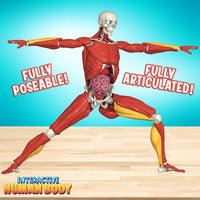 Interactive Human Body Toy - Safari Ltd®