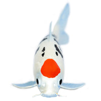 Koi Fish - Tancho - Safari Ltd®