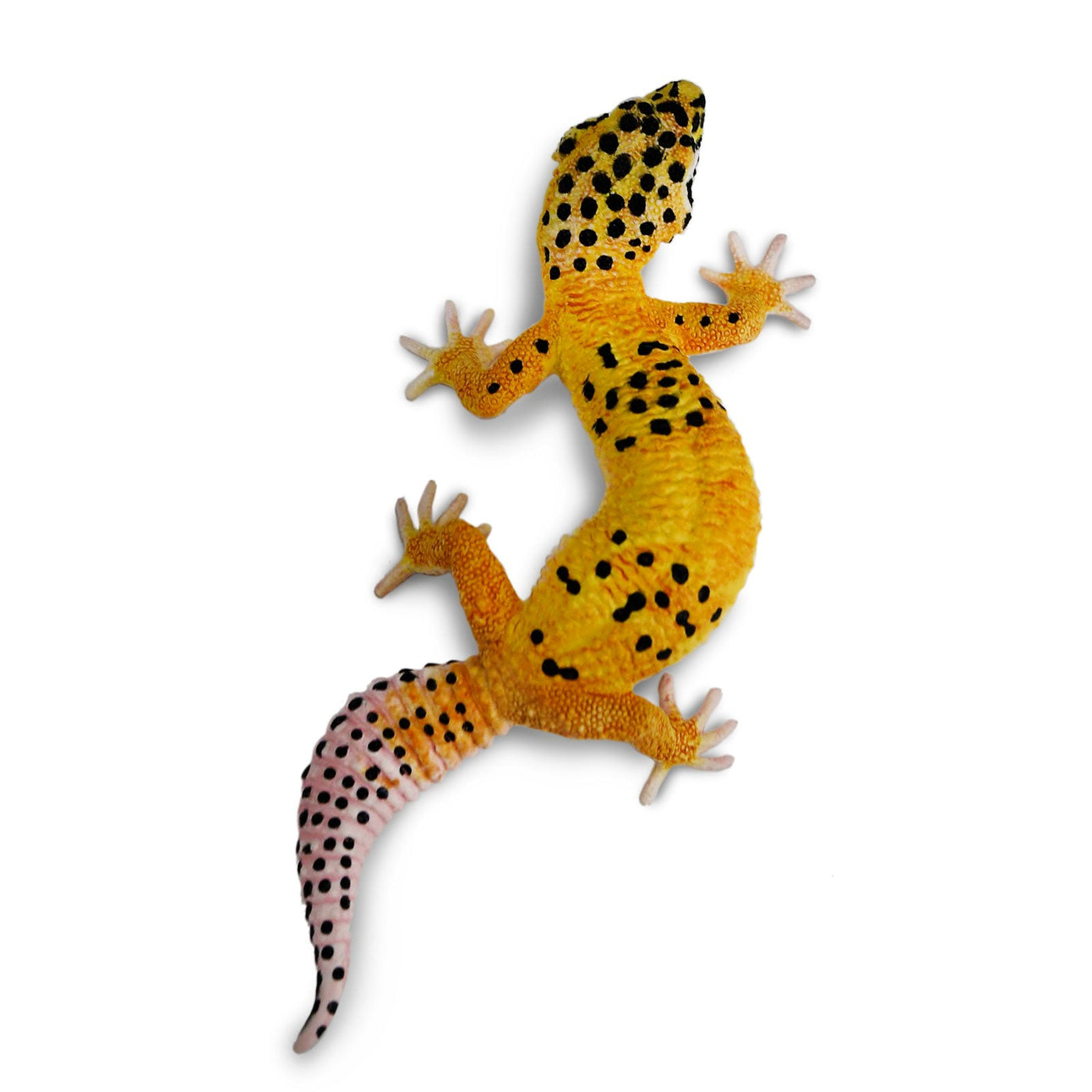 safari ltd leopard gecko