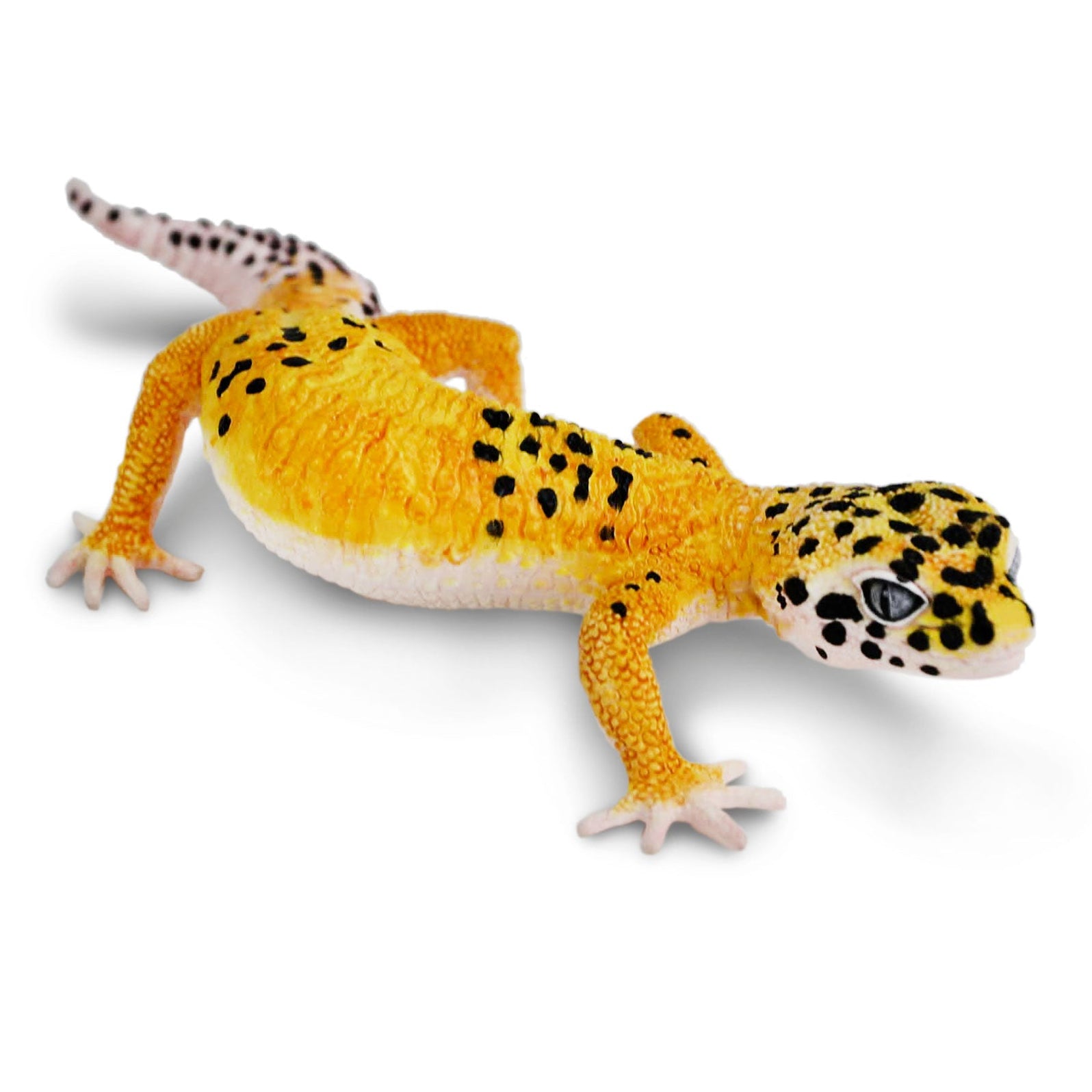 safari ltd leopard gecko