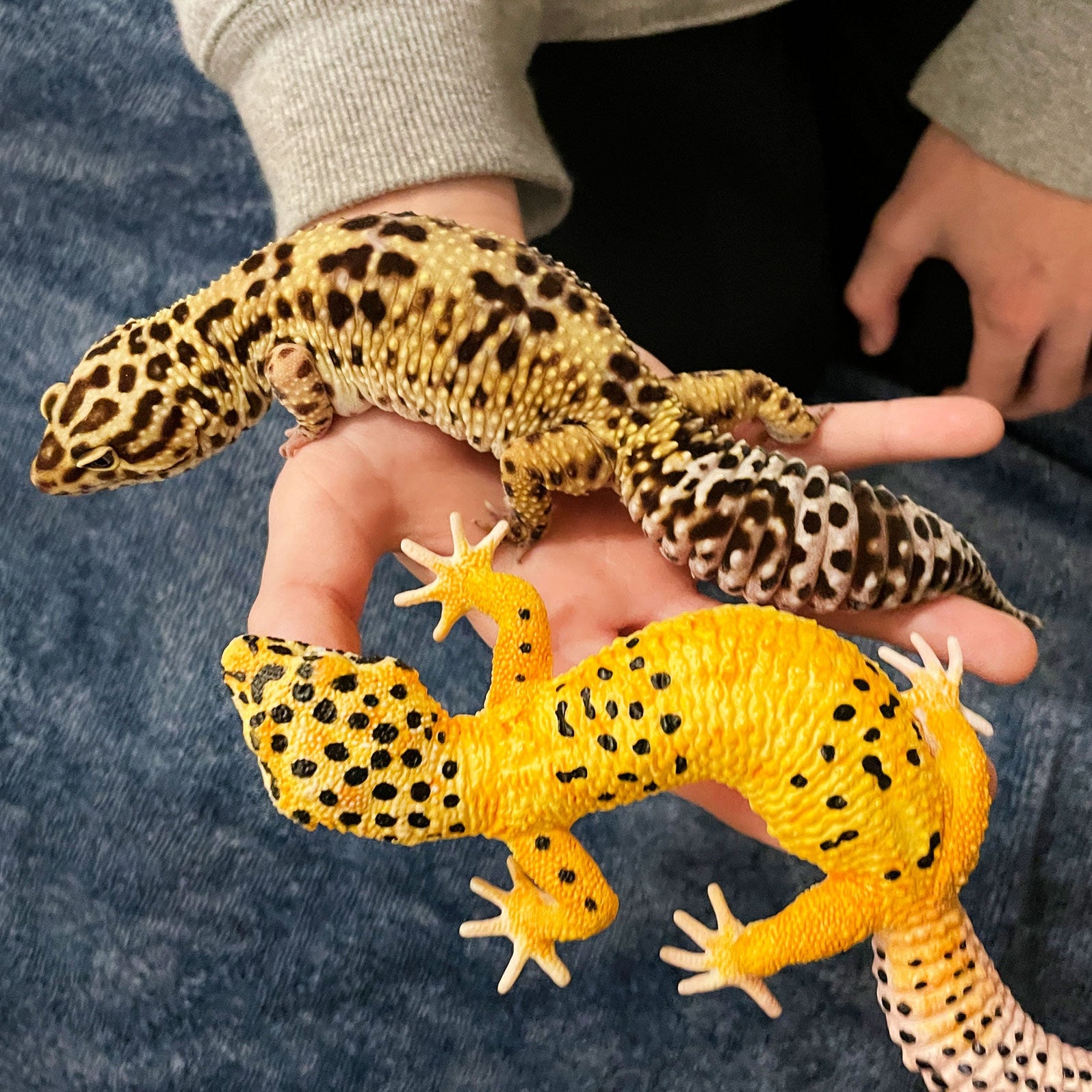 safari ltd leopard gecko