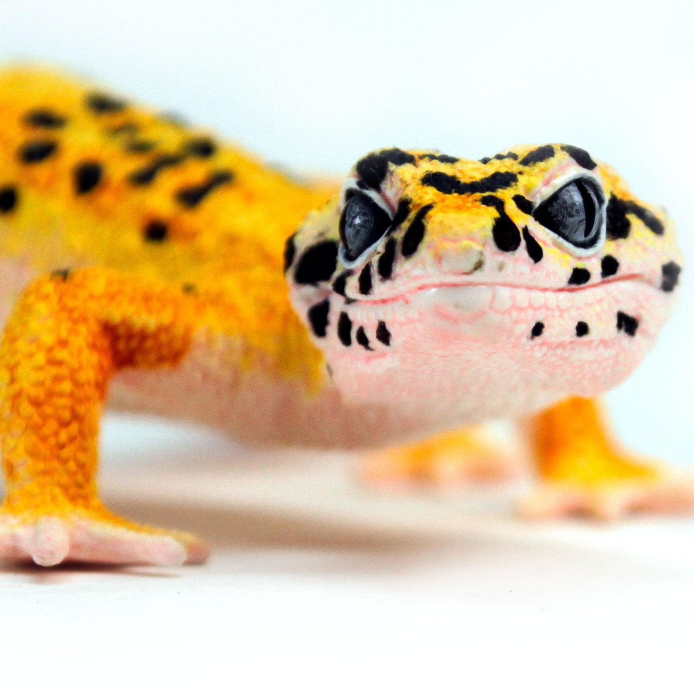 safari ltd leopard gecko