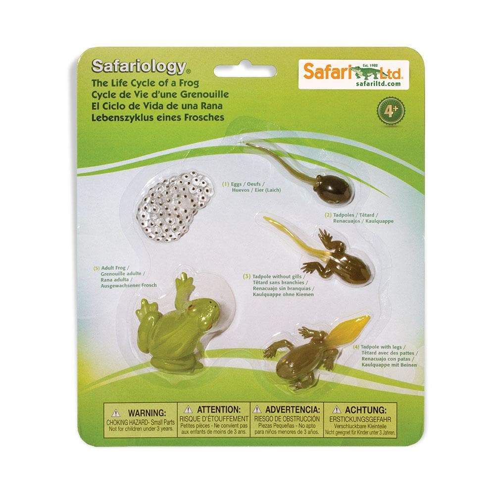 Life Cycle of a Frog | Montessori Toys | Safari Ltd.