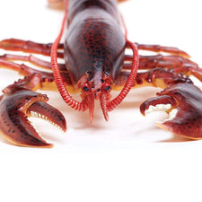 Maine Lobster Toy | Incredible Creatures | Safari Ltd®