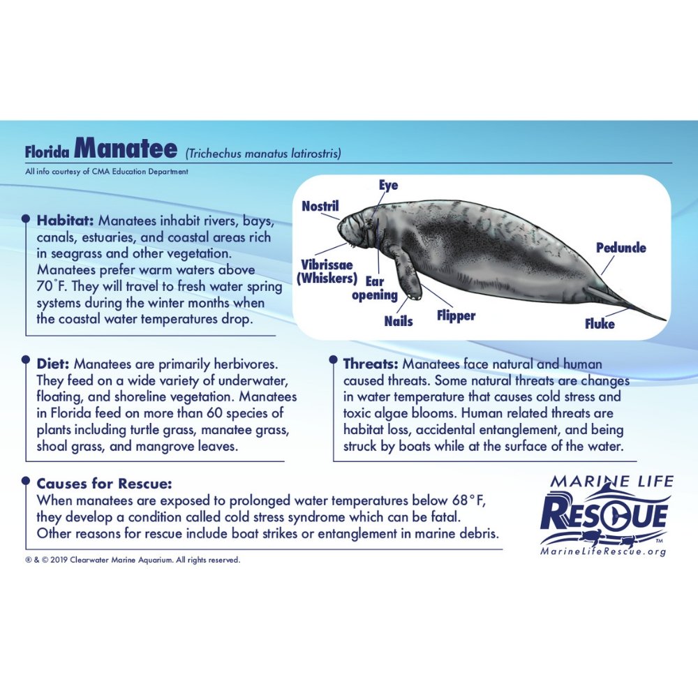 Manatee in Rescue Stretcher - Safari Ltd®