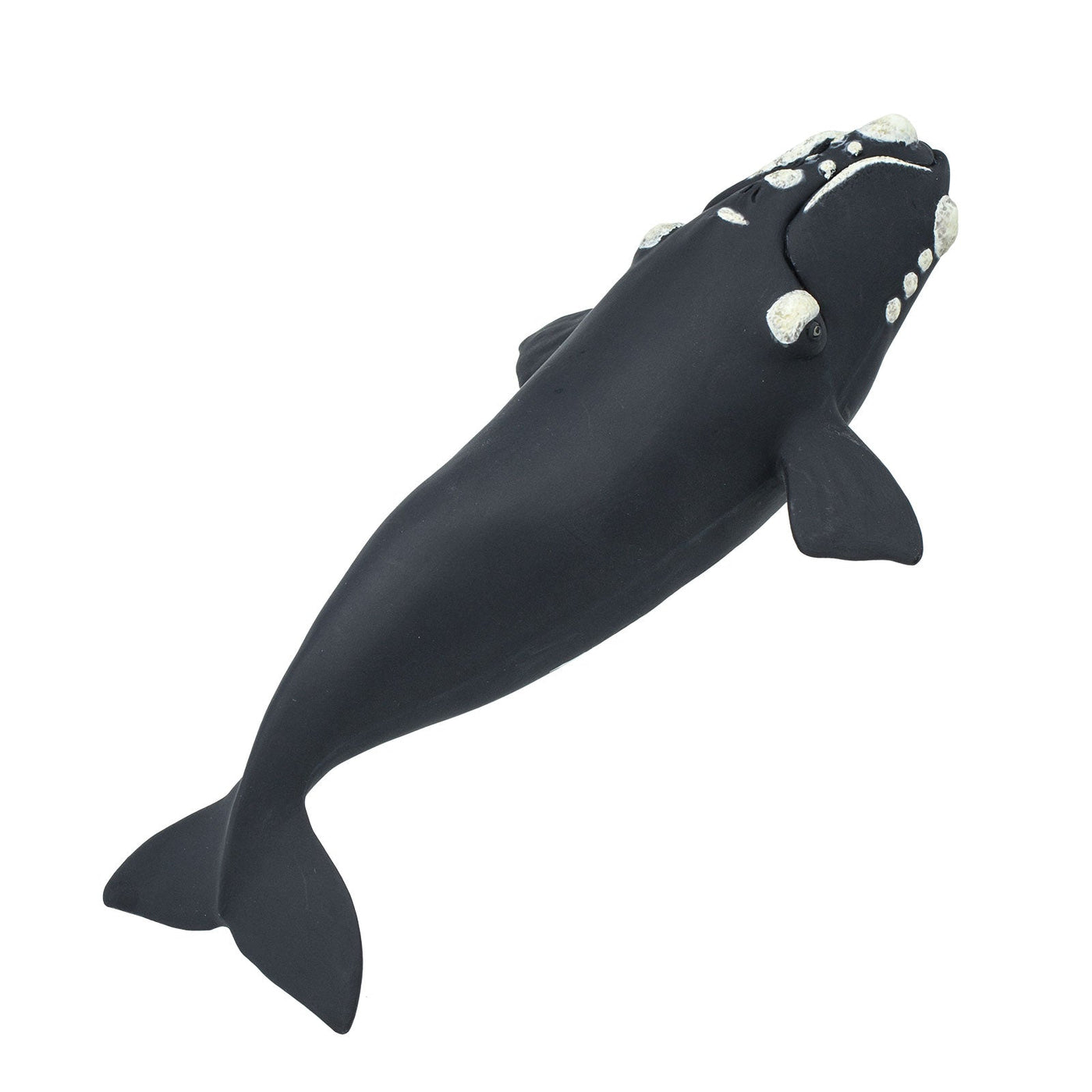 Right Whale Toy | Sea Life | Safari Ltd®