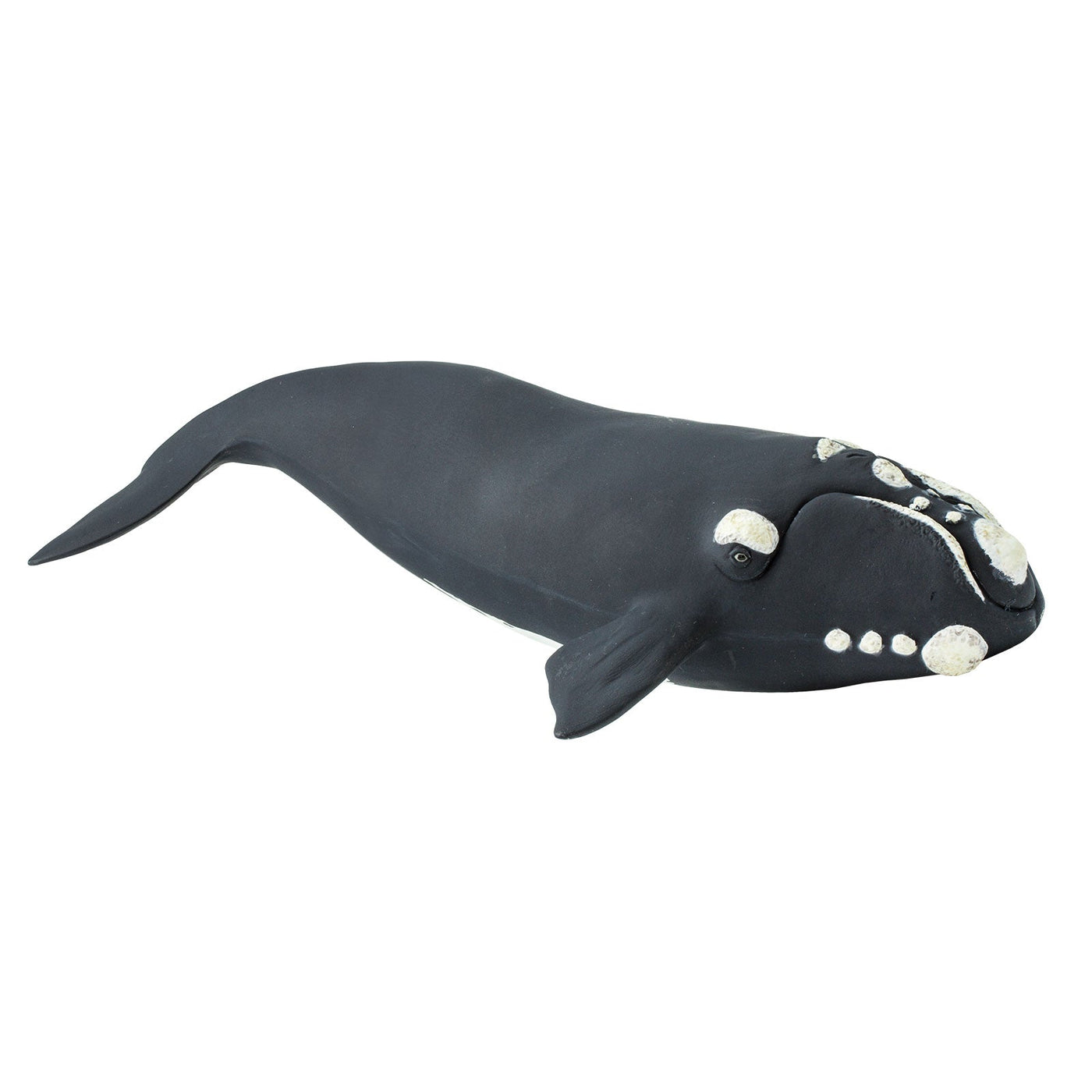 Right Whale Toy | Sea Life | Safari Ltd®