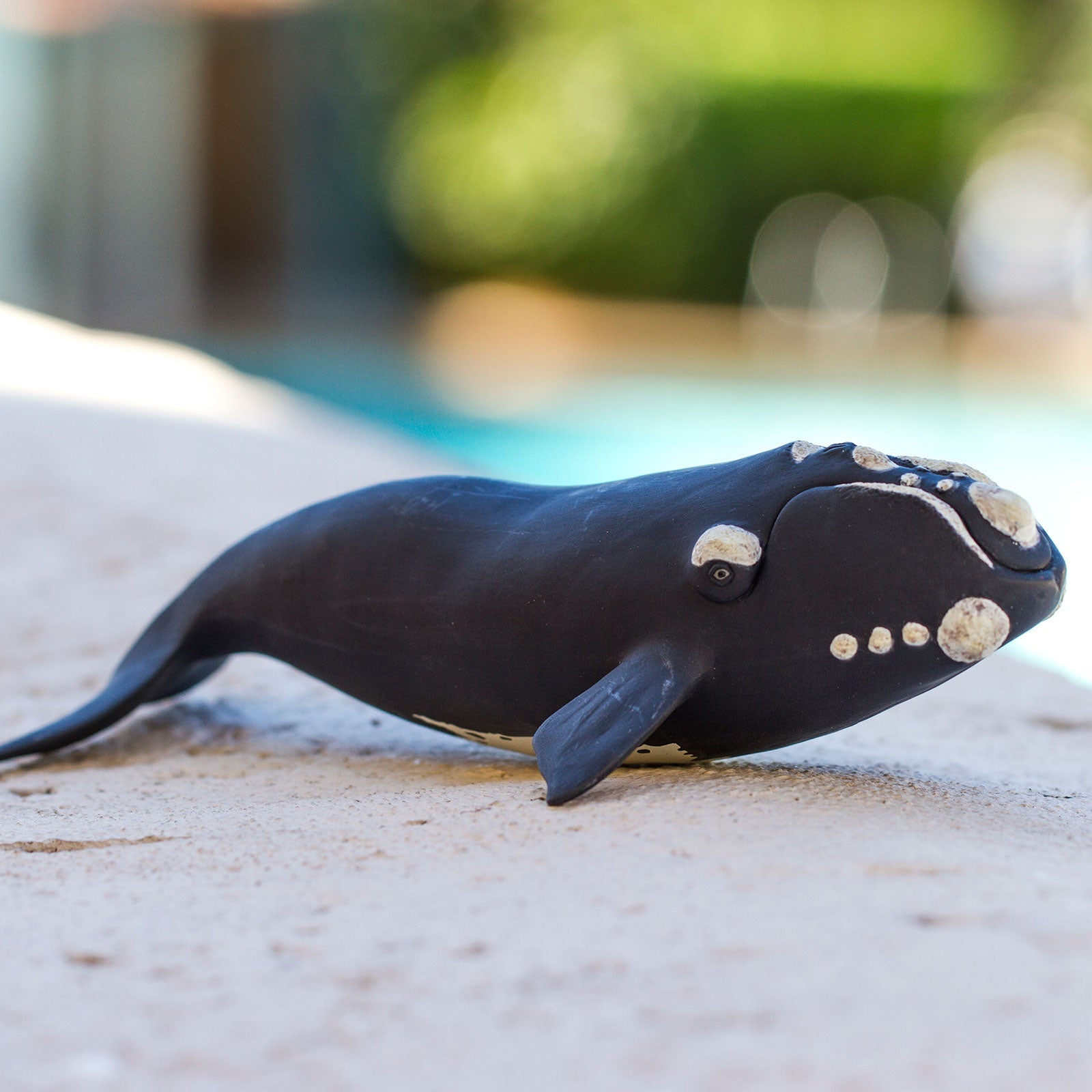 Right Whale Toy | Sea Life Toys | Safari Ltd®