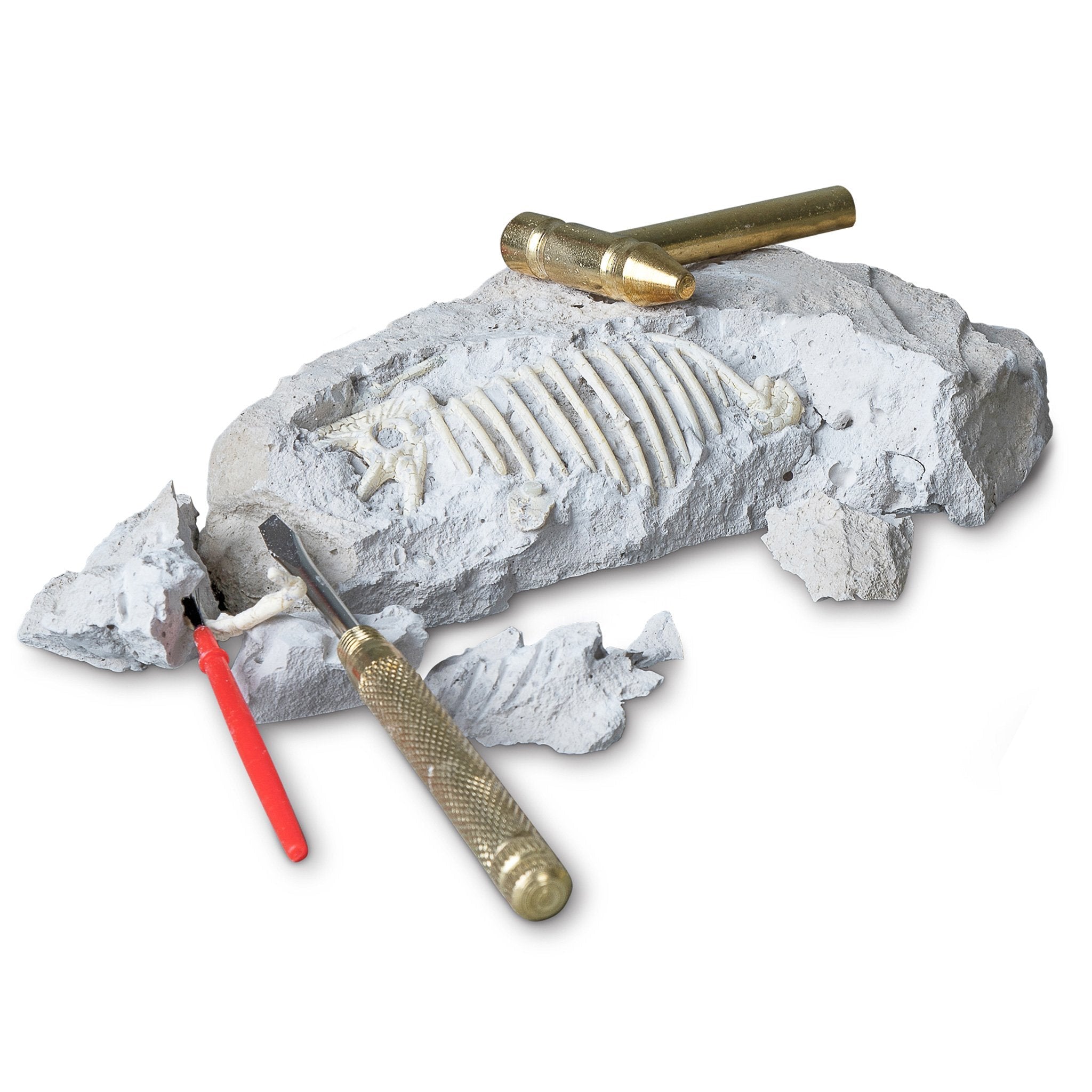 Children's paleontology kit online