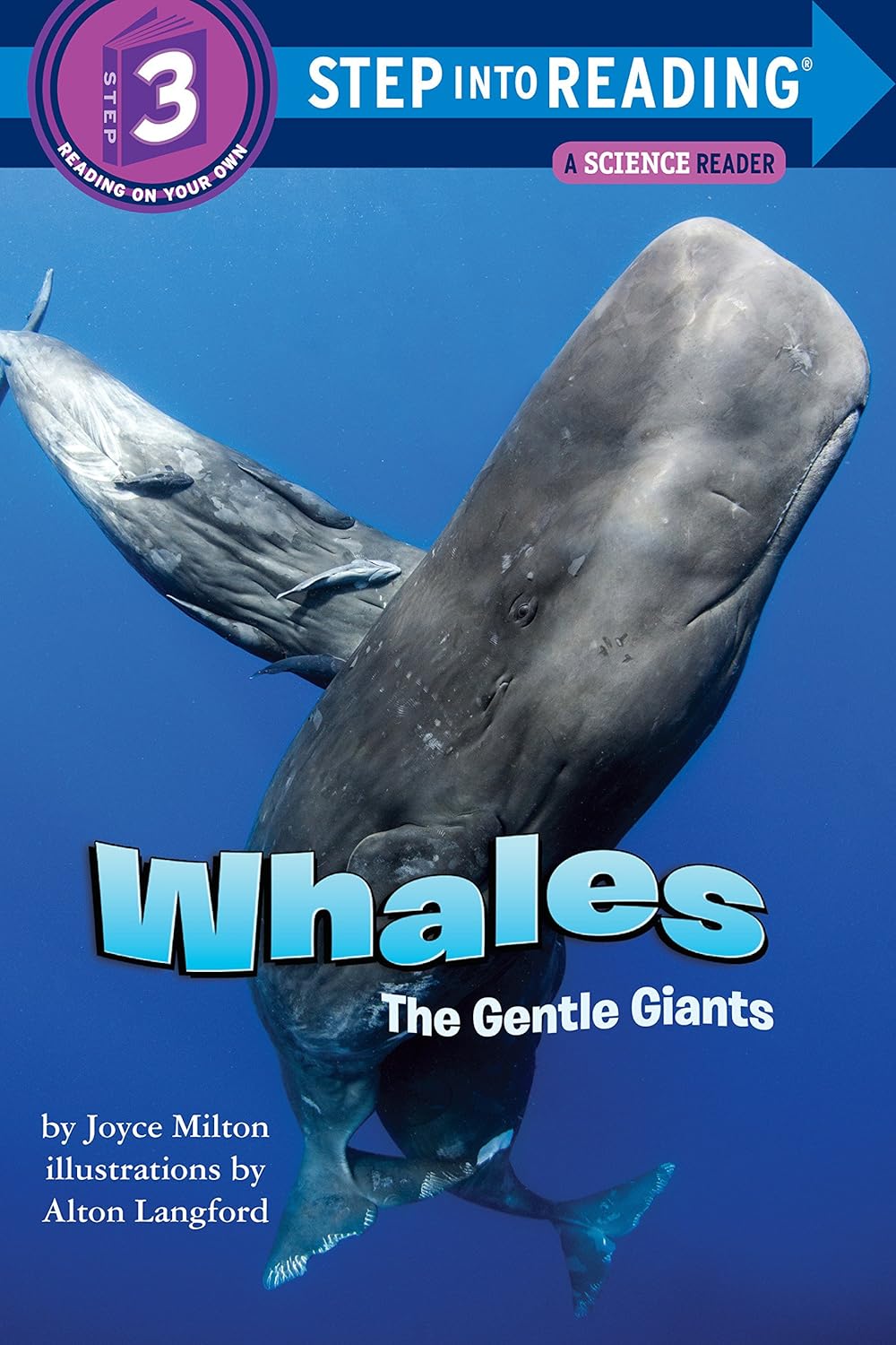 Whales: The Gentle Giants | | Safari Ltd®